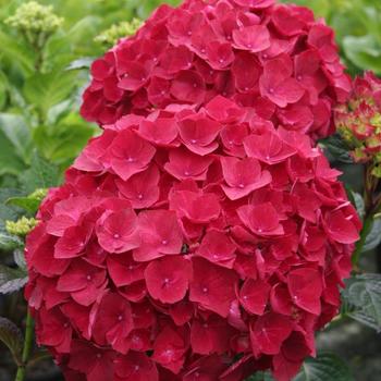 Magical&reg; 'Ruby Red'