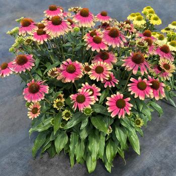 Coneflower