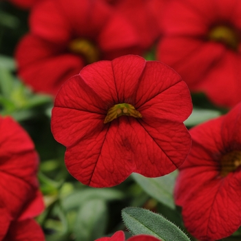 Cabaret&reg; Bright Red