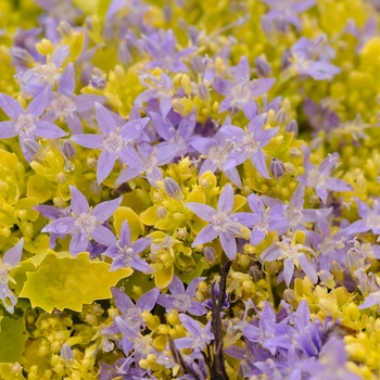 Bellflower
