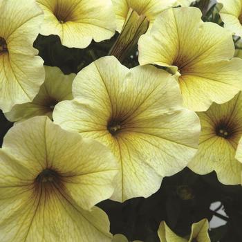 SuperCal&reg; Light Yellow