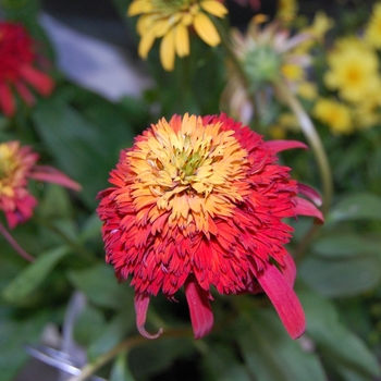 Coneflower Coneflower