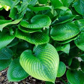 Plantain Lily Plantain Lily