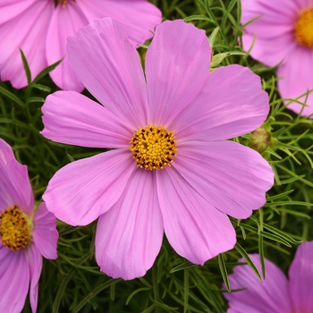 Cosmos