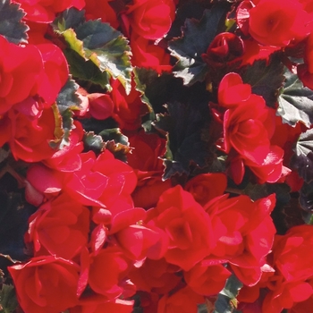 'Vermillion' Rieger Begonia 'Vermillion' Rieger Begonia