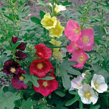 Hollyhock Hollyhock
