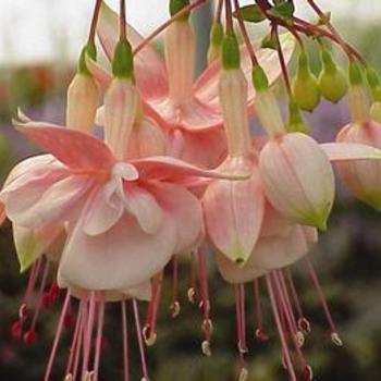 Fuchsia Fuchsia