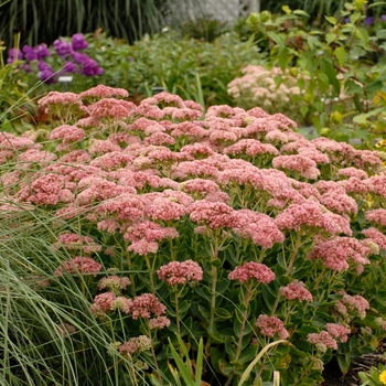 Stonecrop