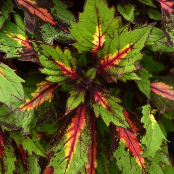 Coleus