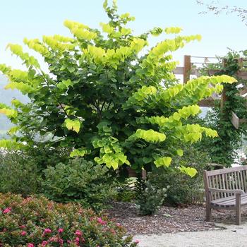 'Hearts of Gold' Redbud