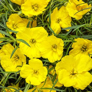 'Ladybird® Sunglow' Texas Primrose 'Ladybird® Sunglow' Texas Primrose