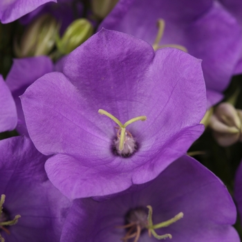 Bellflower Bellflower