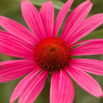 Coneflower Coneflower