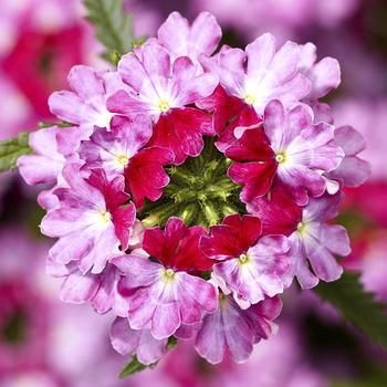 Verbena