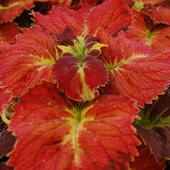Coleus Coleus
