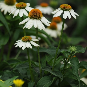 Coneflower Coneflower