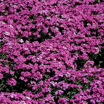 Creeping Phlox