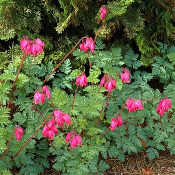 Bleeding Heart Bleeding Heart