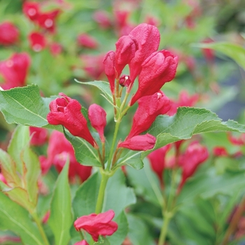 Weigela