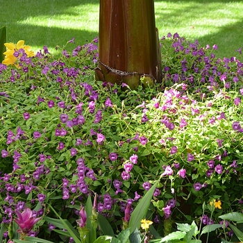 Wishbone Flower