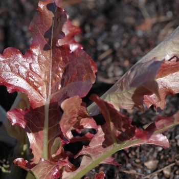 Lettuce