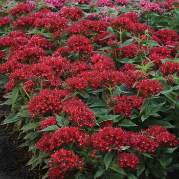 Lucky Star&trade; Dark Red