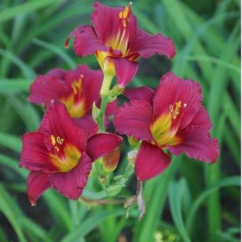 Daylily Daylily
