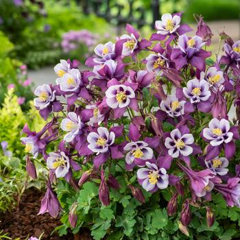 Columbine