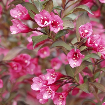 Weigela Weigela