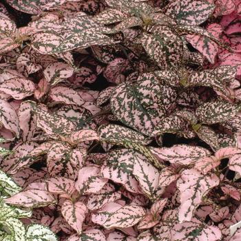 Splash 'Pink' Splash 'Pink'