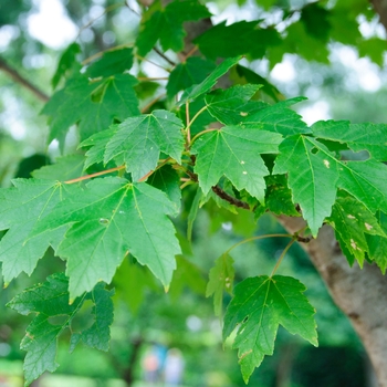 Red Maple Red Maple