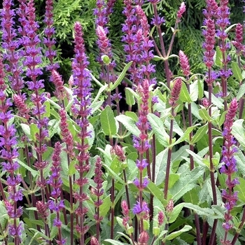 Meadow Sage