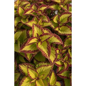 Stained Glassworks&reg; Velvet