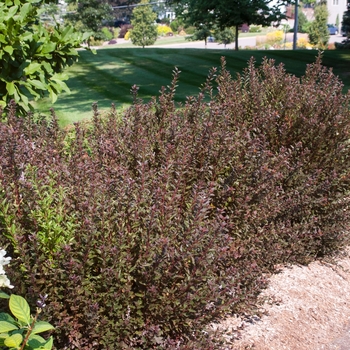 'Little Devil™' Ninebark 'Little Devil™' Ninebark