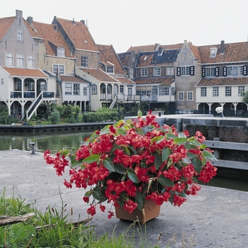 Begonia, Dragon Wing® Begonia, Dragon Wing®