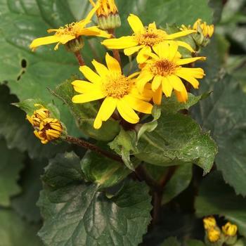 Ragwort