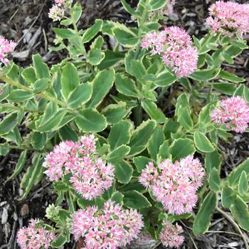 Stonecrop