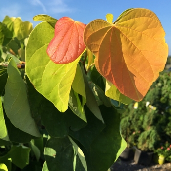 'The Rising Sun™' Redbud 'The Rising Sun™' Redbud