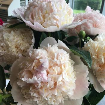 Garden Peony