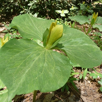 Trillium, Yellow  Trillium, Yellow