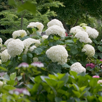 Incrediball&reg; Smooth Hydrangea