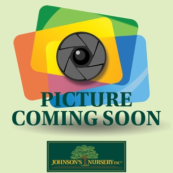 Ice Dragon&trade; Maple