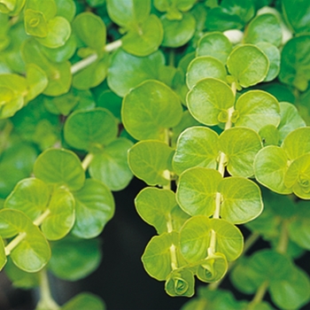 Creeping Jenny