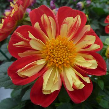 Dahlia Dahlia