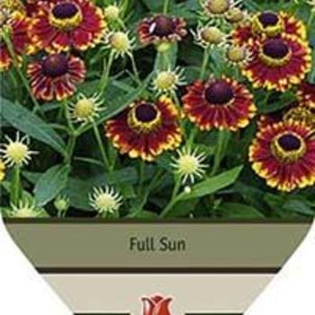 Sneezeweed Sneezeweed