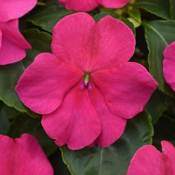 Impatiens Impatiens