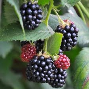 Blackberry Blackberry