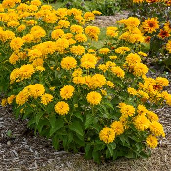 'Rays for Days' False Sunflower 'Rays for Days' False Sunflower