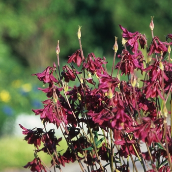 Columbine