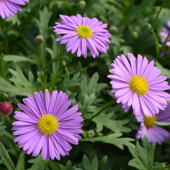 Fresco™ 'Purple'